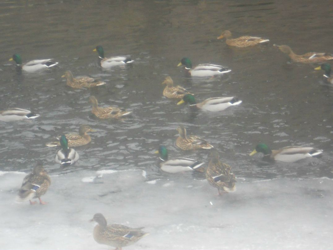 Ilia Ovechkin | Великий Новгород