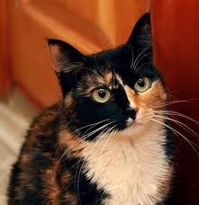 №13, Заринка Зимова, 32 года, Пятигорск, Россия №13, Заринка Зимова, 32 года, Пятигорск, Россия