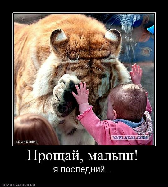 №5, Дмитрий Андриянов №5, Дмитрий Андриянов