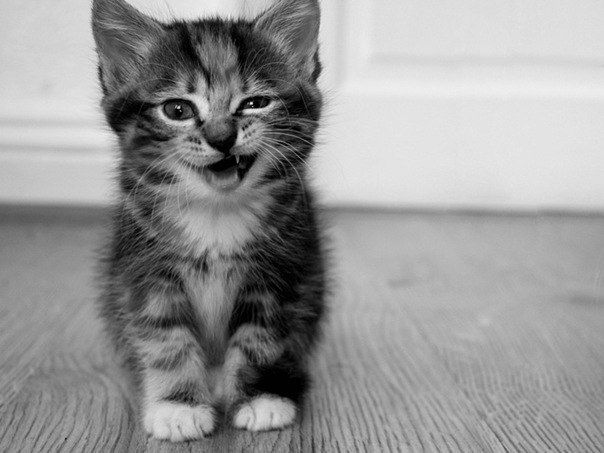 Ангелина Чернова | Санкт-Петербург