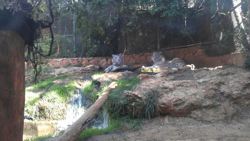 Михаил Чеботарский | Нетания