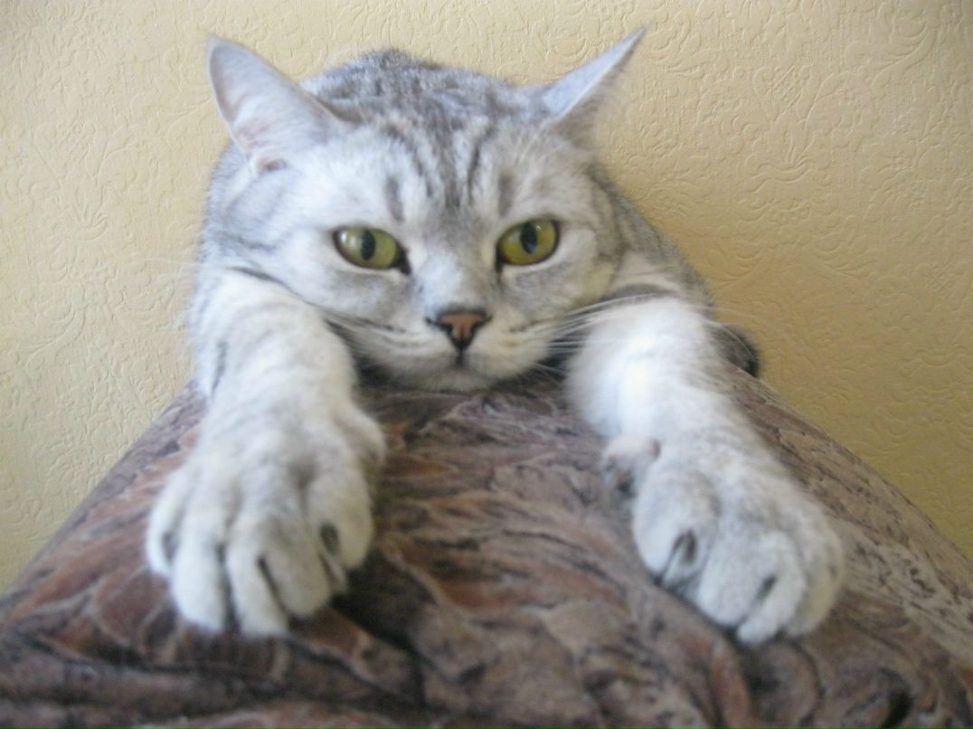 Дмитрий Паньков DEADMAN | 