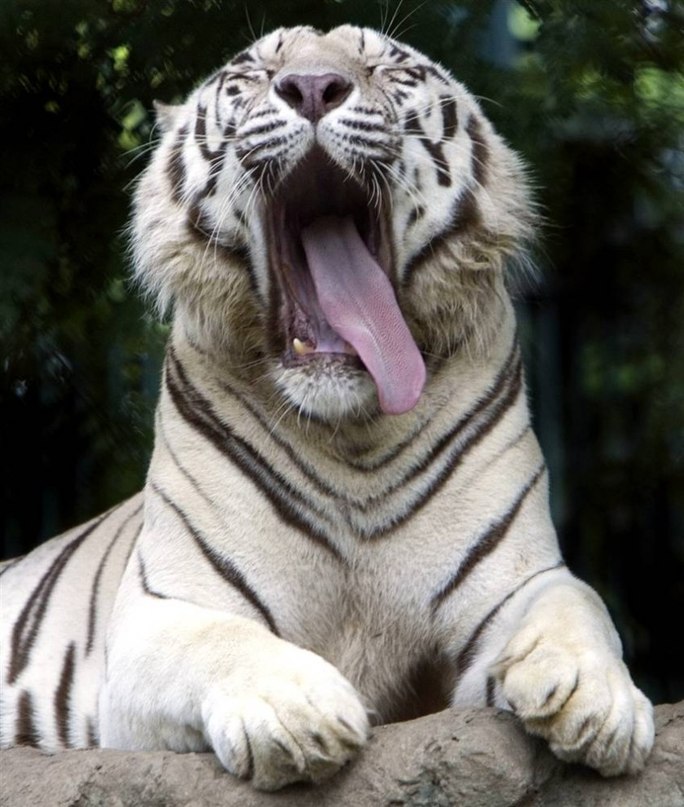 Сергей Субботин Юрьевич | Киев