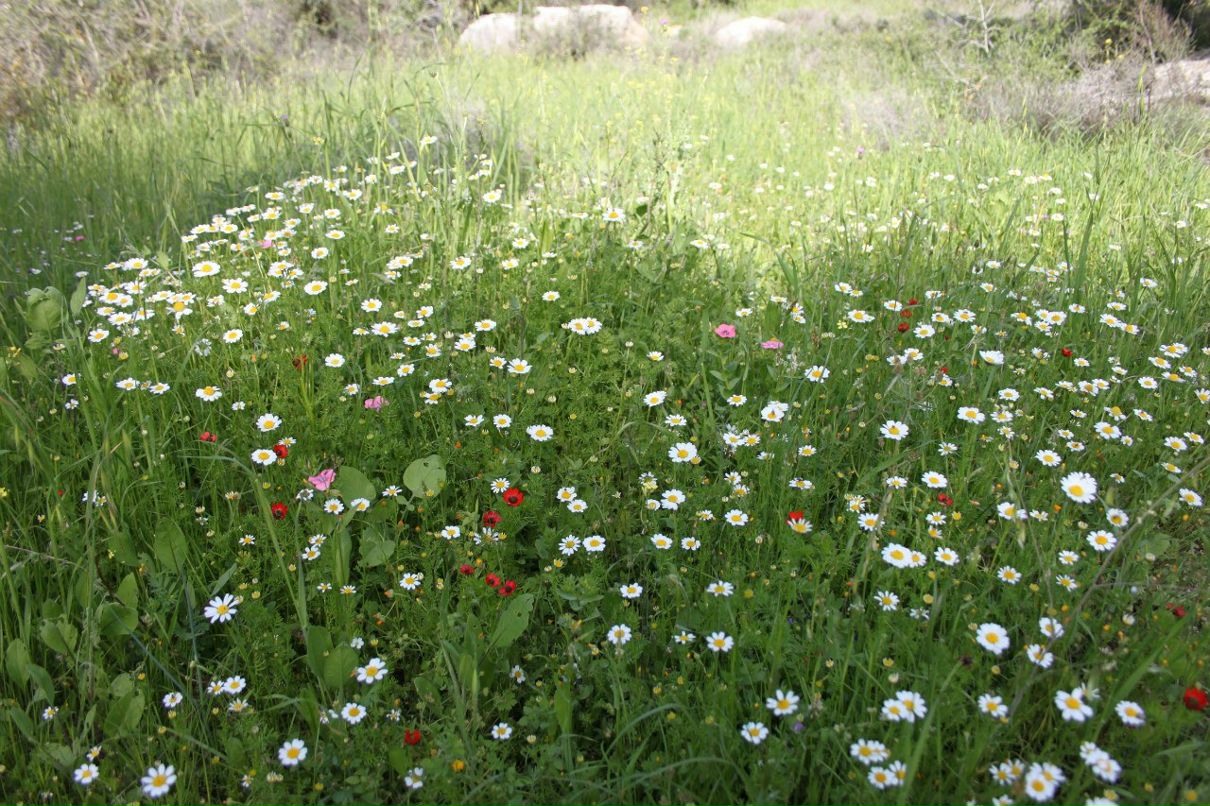 Tanya Dobronichenko | 