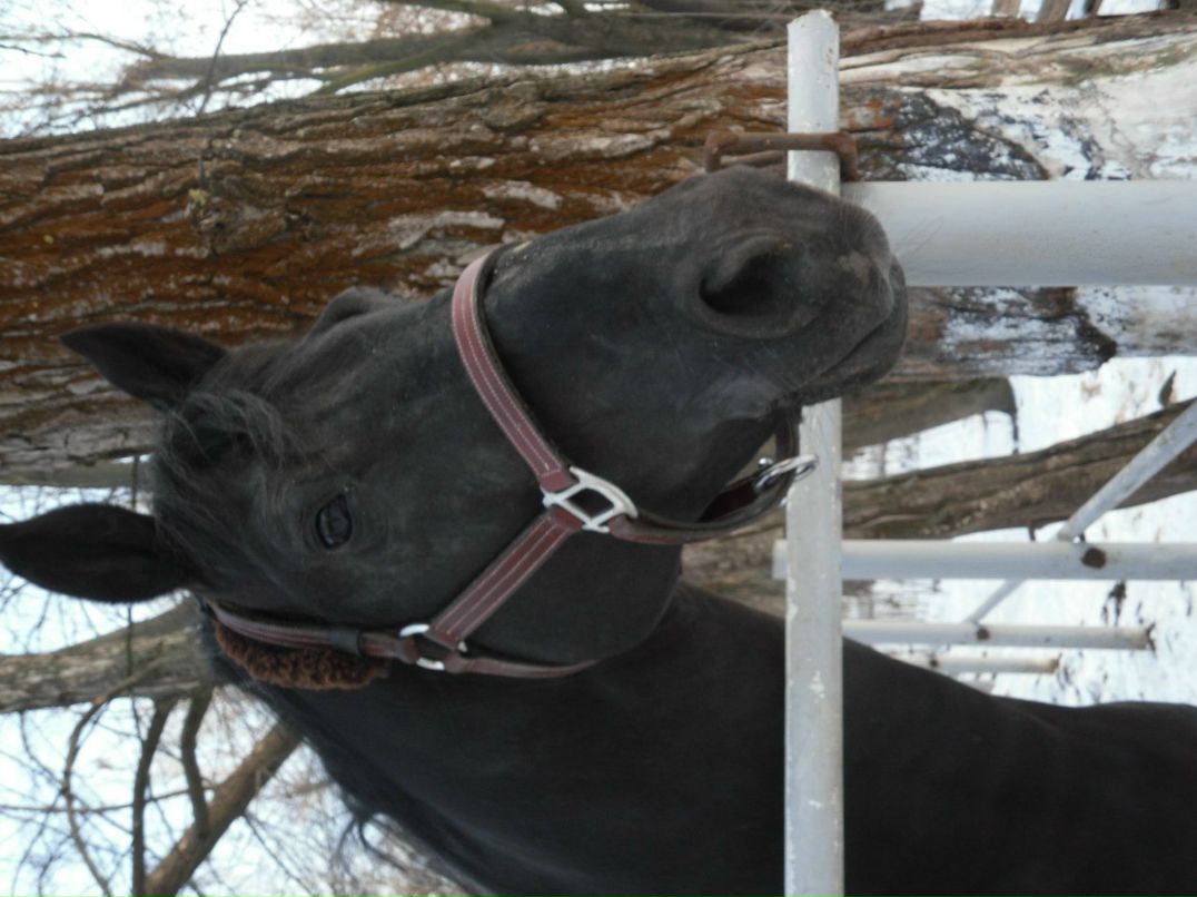 Елизавета Пасичник | Киев