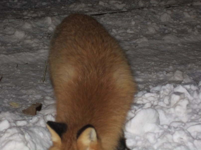 Игорь Лосев | Апатиты