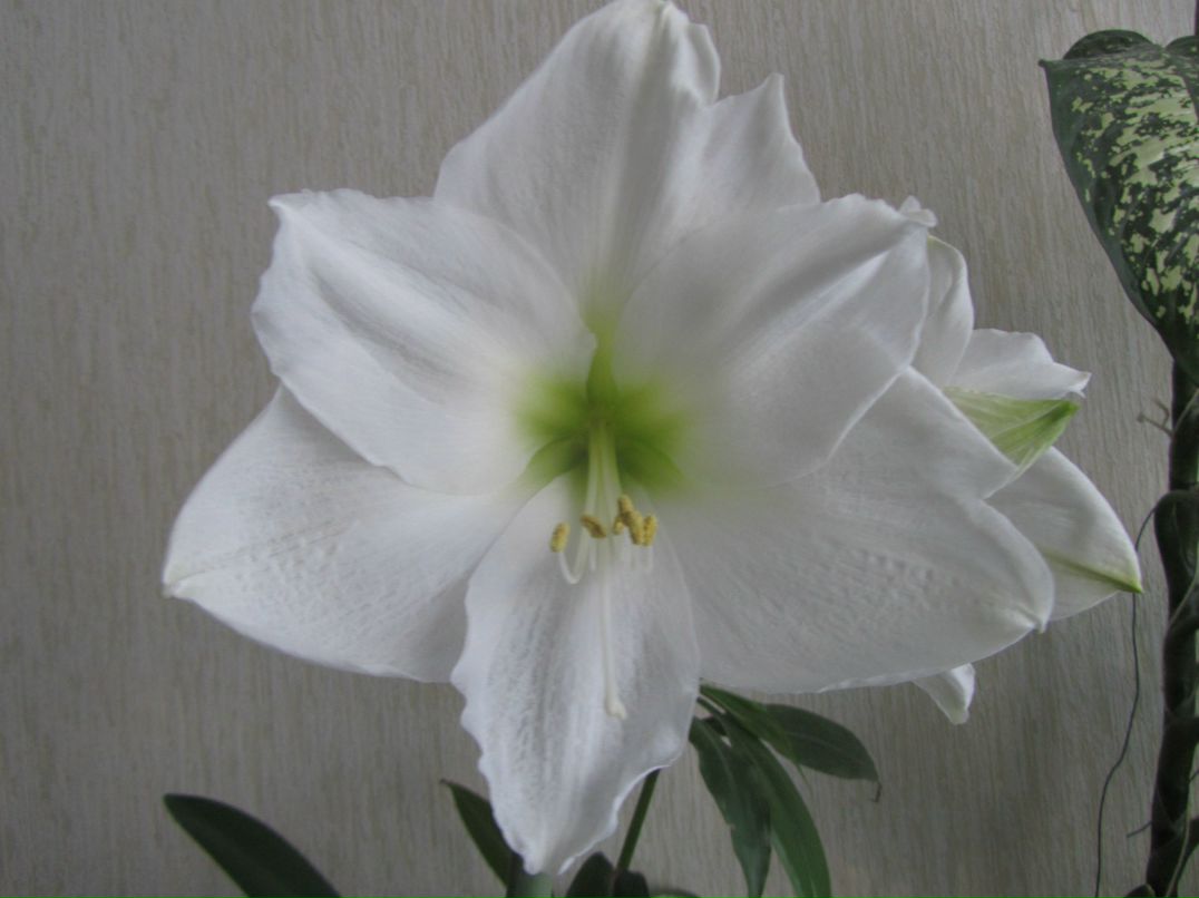 Ирина Шевчук | Гатчина