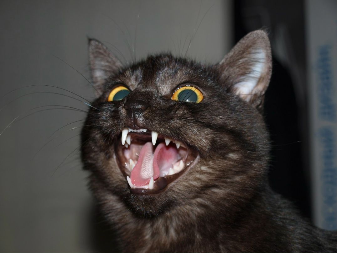 Анатолий Муллин | Омск