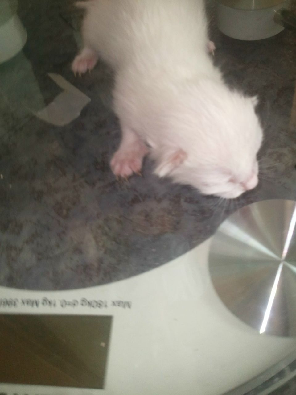 Татьяна Дубовенко-Сухова Георгиевна | Санкт-Петербург