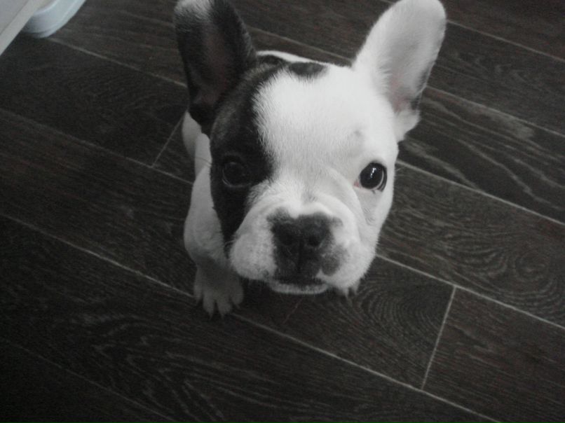 Женя Свин Gалыч | Санкт-Петербург