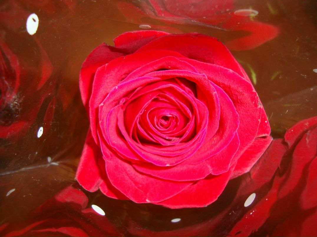 Татьяна Сотикова | Петрозаводск