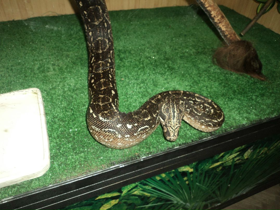 Вячеслав Трофимовский | Санкт-Петербург