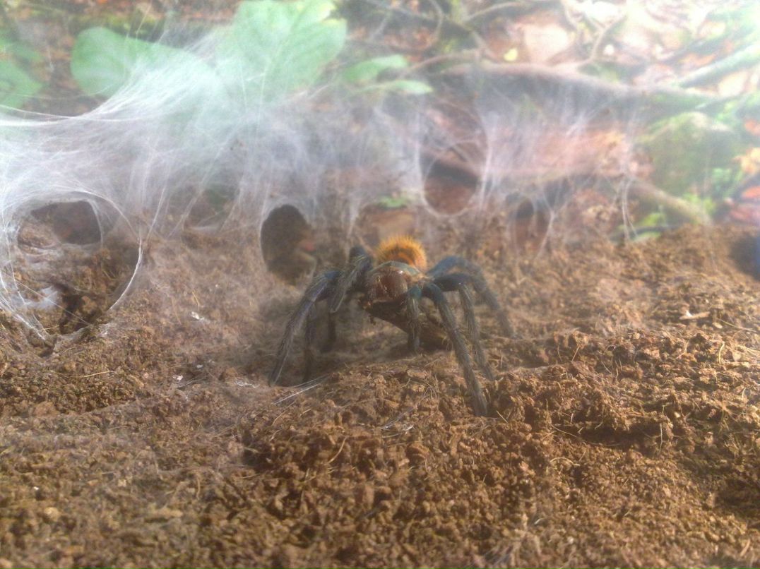 Кирилл Мерендыч | Ульяновск