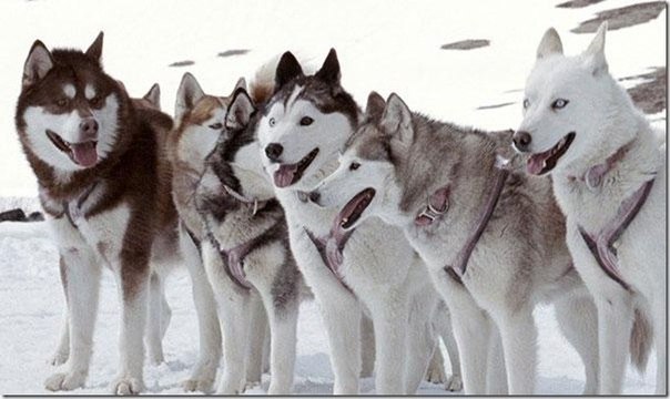 №9, Том Собакевич №9, Том Собакевич