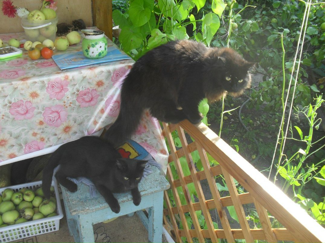 Елена Чемякина | Курган