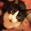 Аватар: Мурзик Котов