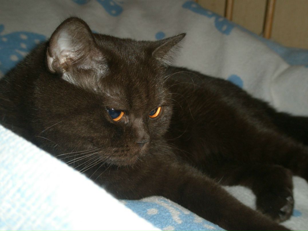 Анастасия Телючик Олеговна | Санкт-Петербург