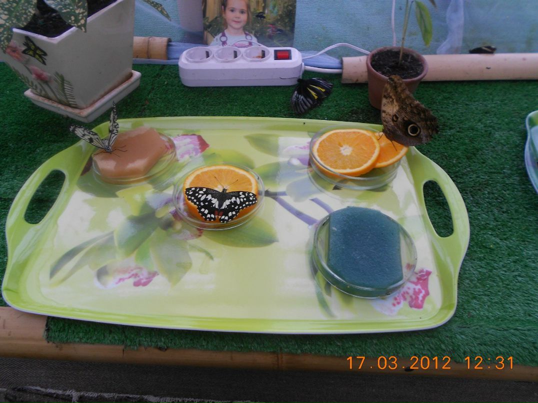 Алёна Александрова | Санкт-Петербург