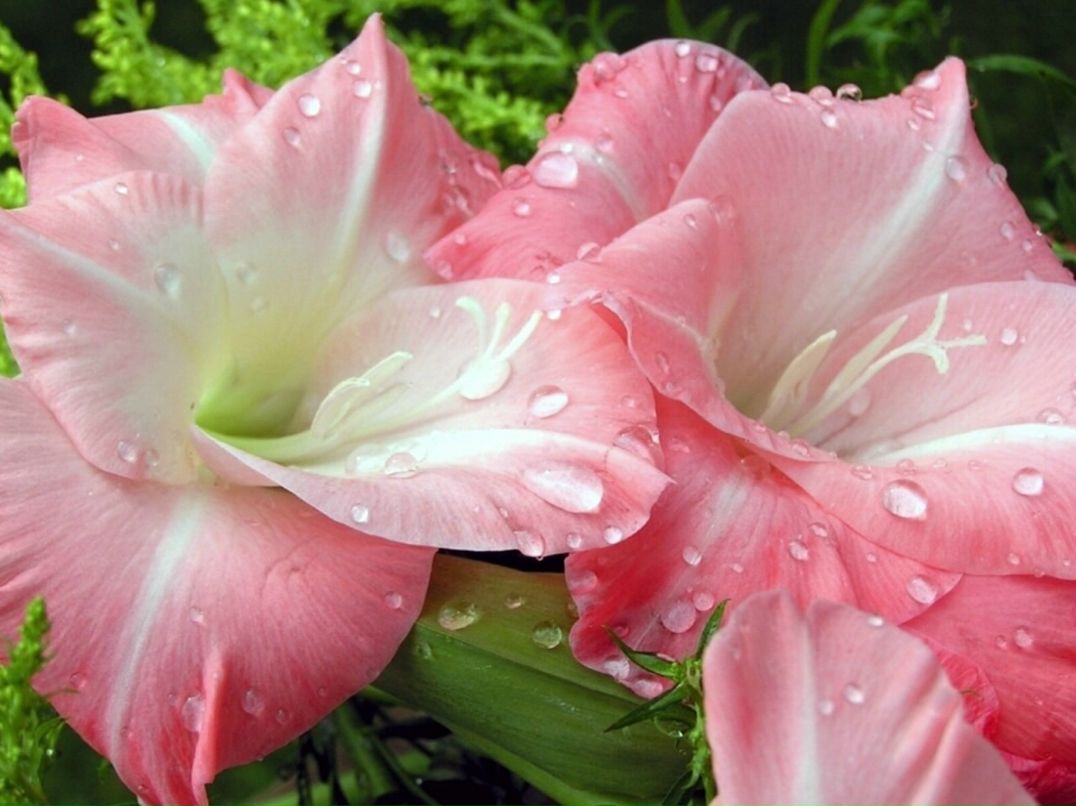 Gustav Mahler | Wien