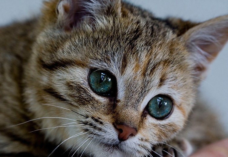 Татьяна Кудасова *Присцилла Фернандас* | Саратов