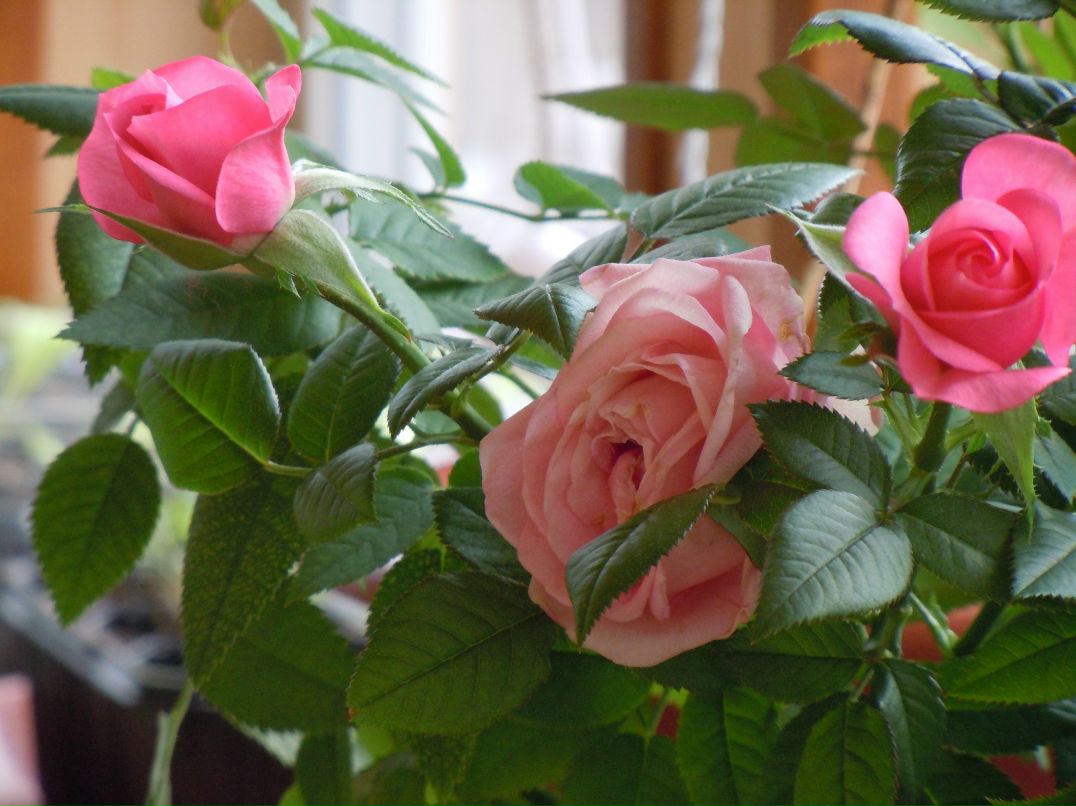 Вероника Редина | Москва