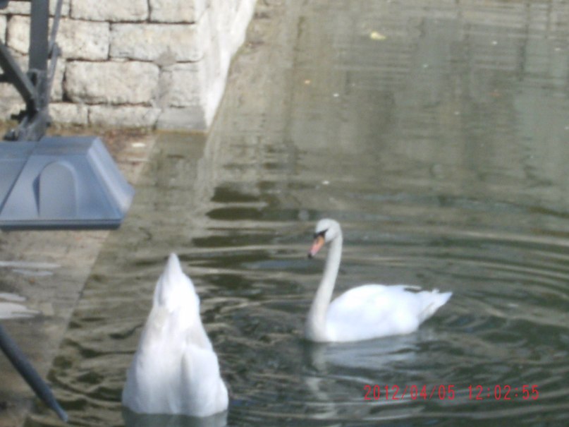 Едік Олійник | Черновцы