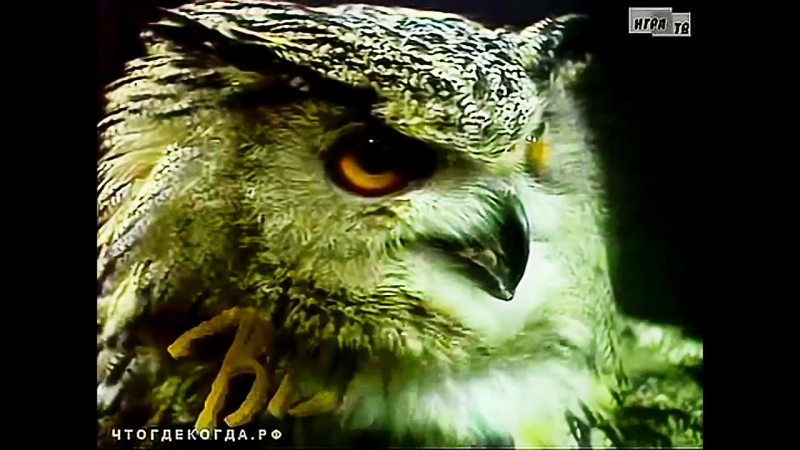 Совенок и котенок. Филин улыбается. Филин старый друг. Огромная сова. Филин обложка книги.