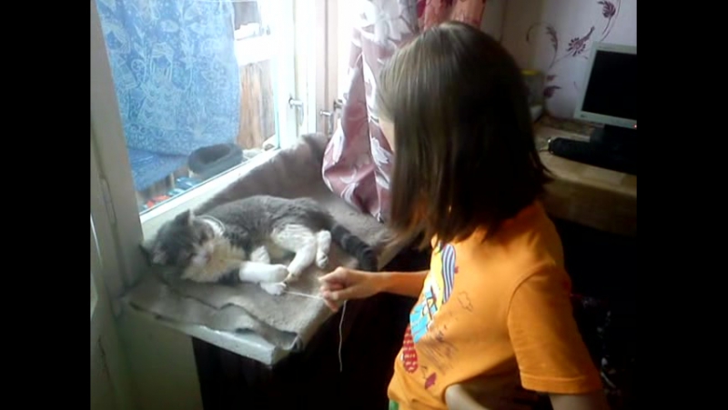 кот Васька в