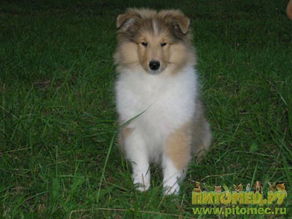 №191, Виктория Синица, 19.6.1986 №191, Виктория Синица, 19.6.1986