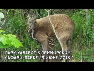 ПАРК КАБАРОГ В ПРИМОРСКОМ САФАРИ-ПАРКЕ. 19 ИЮНЯ 2018 Г.