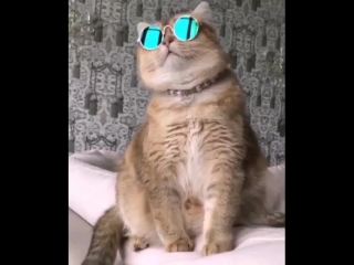 dob