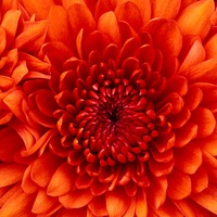 Мария Минаева