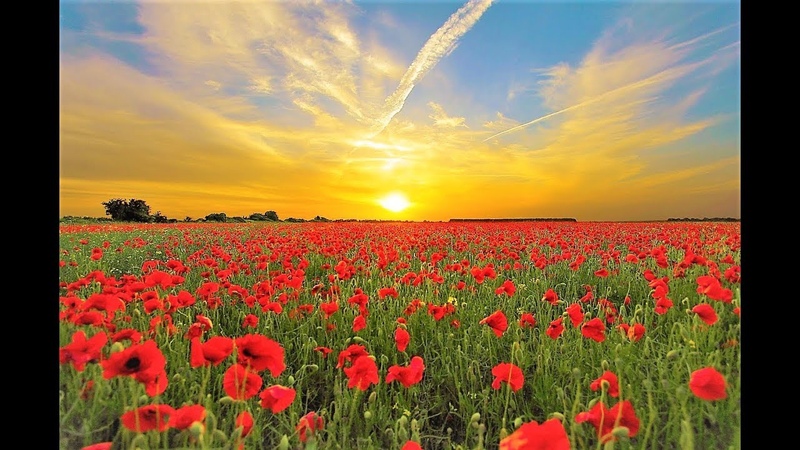 GOOD MORNING MUSIC 528 HZ Music For Morning Love is Infectious And The Greatest Healing