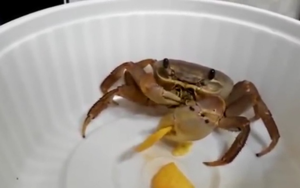 Мадагаскарский краб. Гигантский камчатский краб. Краб кушать. Крабы едят людей. Дальневосточный краб.