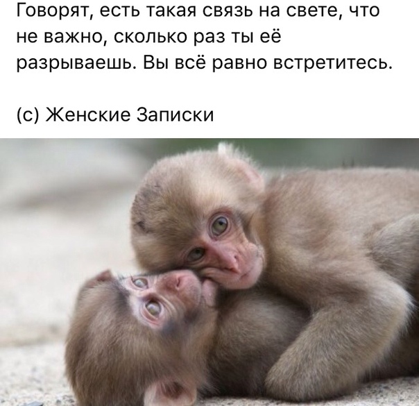 Доброе утро обезьянка картинки
