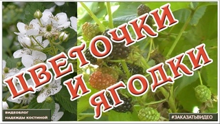 Натуральные Футажи для видеомонтажа цветы и ягоды ежевики