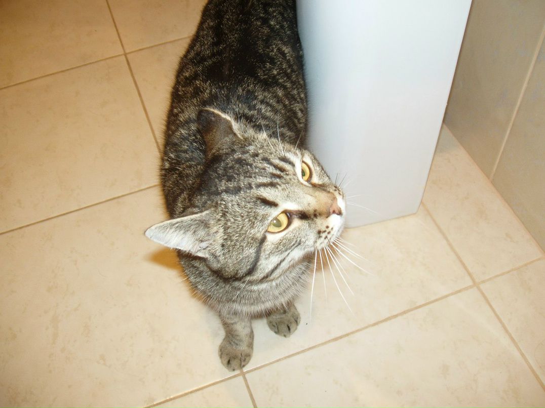 Борис Борисов | Новосибирск