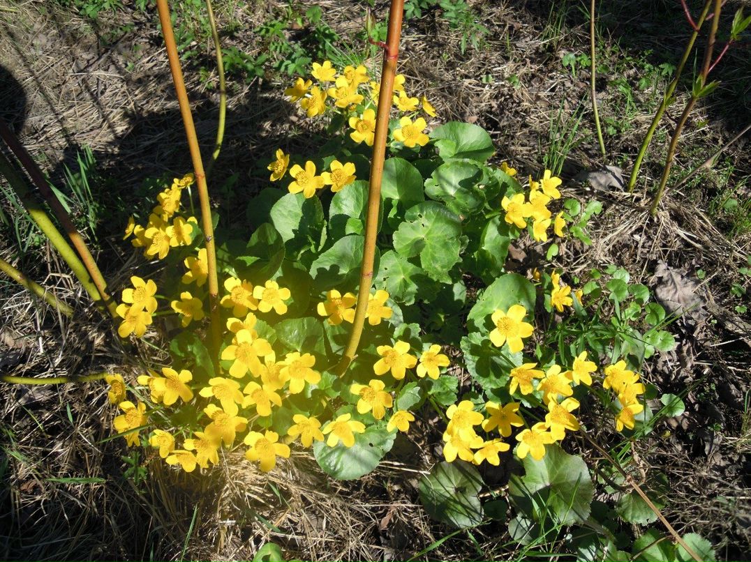 Татьяна Кудряшова | Санкт-Петербург