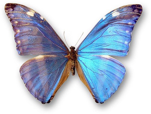 Виктория Георгиева | Одесса