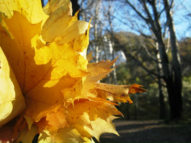 №110, Мария Валержан, 38 лет, Славянск №110, Мария Валержан, 38 лет, Славянск