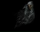 Фотография Max Dead