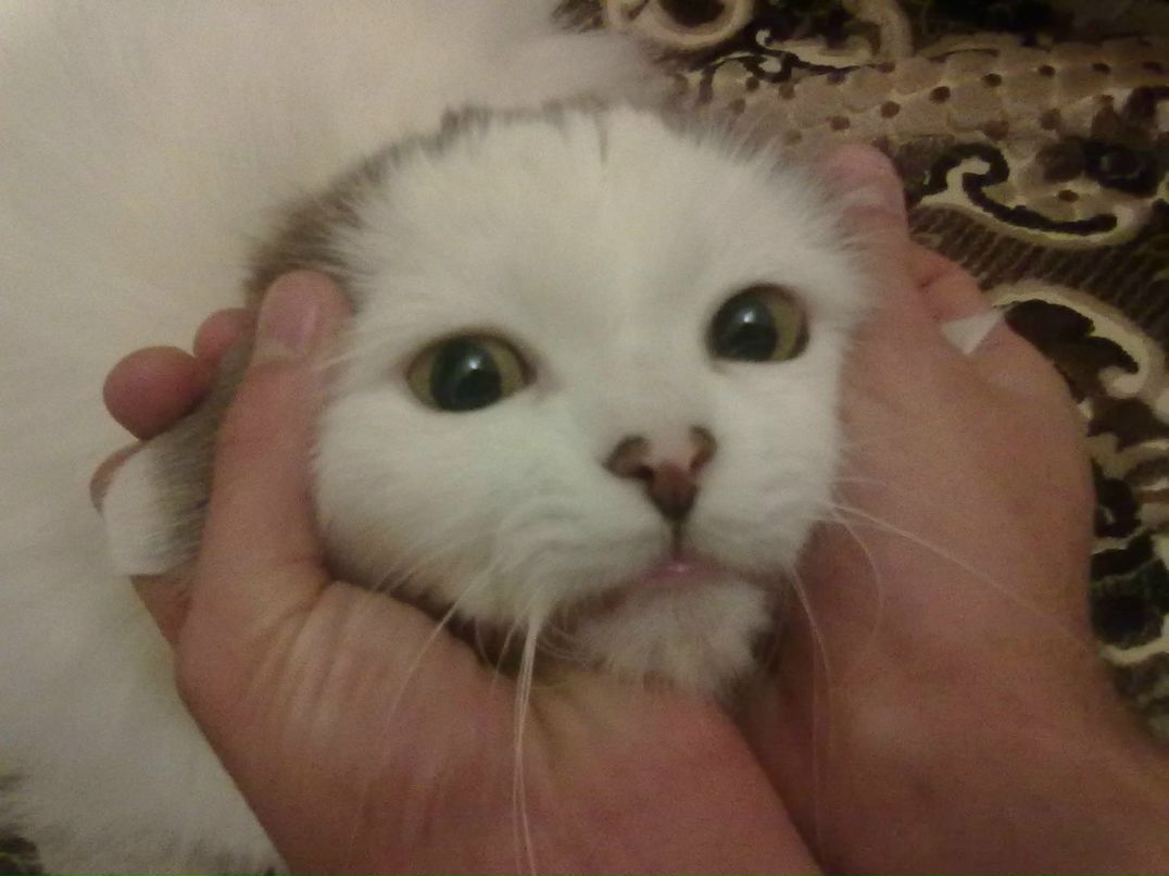 Елена Гриб | Киев