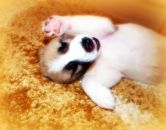 №8, Эвелина Шошина, 22.8, Санкт-Петербург, Россия