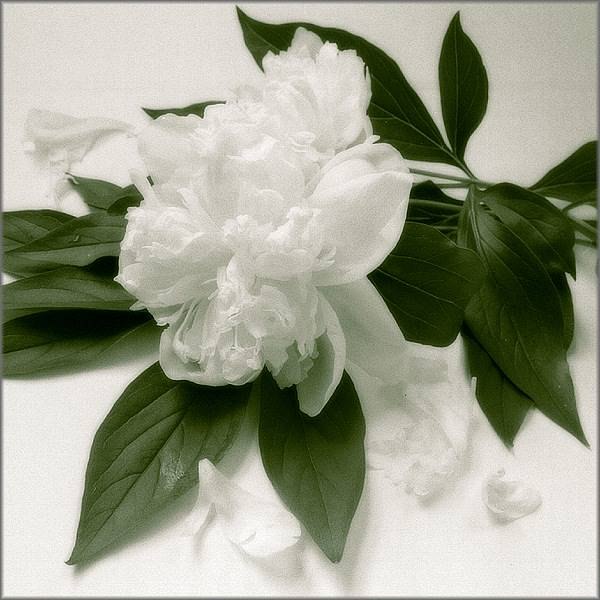 №12, Инга Серебрякова №12, Инга Серебрякова