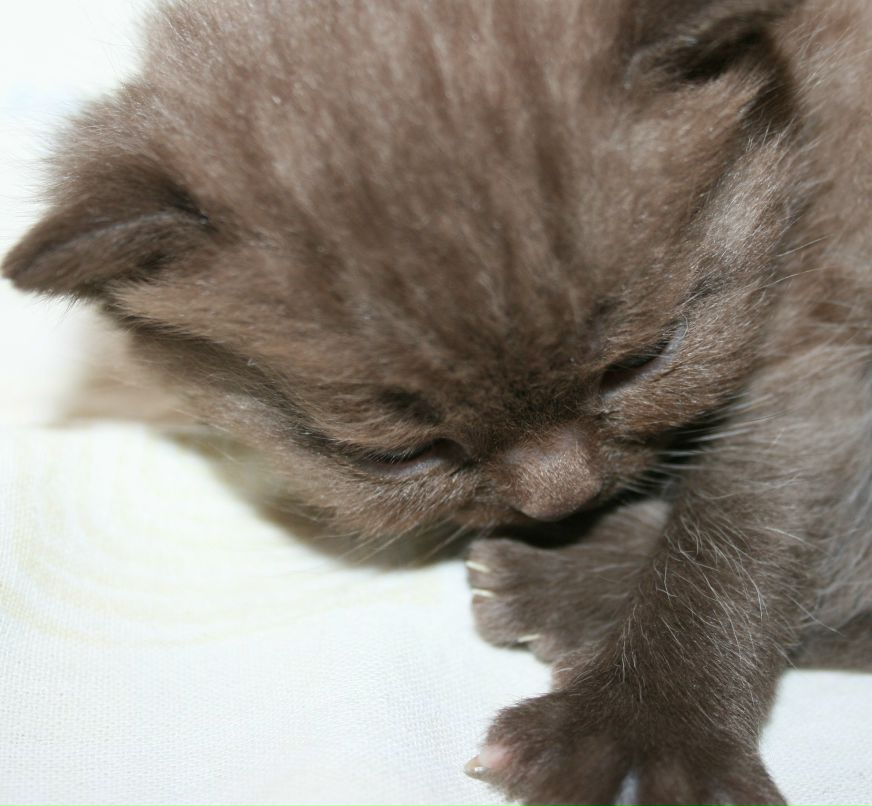 Юлий Гончаров | Санкт-Петербург