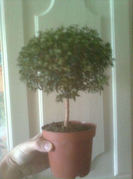 №46, Дмитрий Стародымов, Краснодар №46, Дмитрий Стародымов, Краснодар