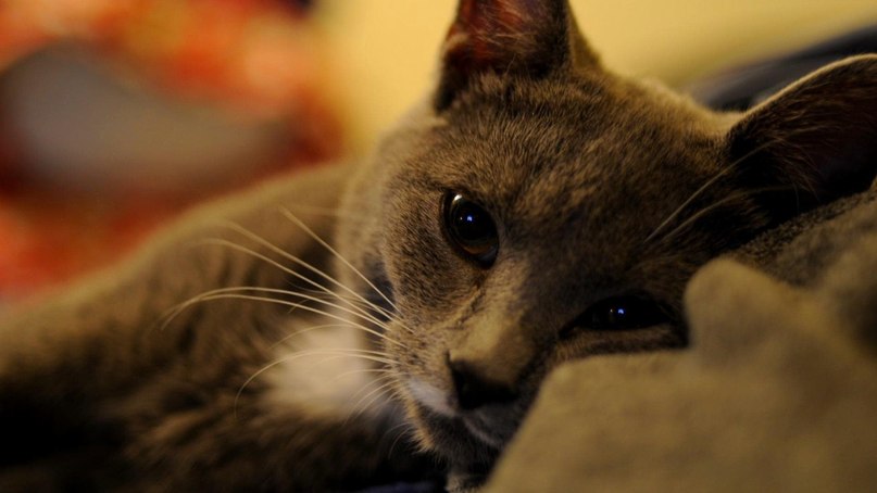 Елена Дощечникова | Урюпинск