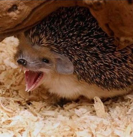 ЙоIиК |̳̿в̳̿|контакте | Санкт-Петербург