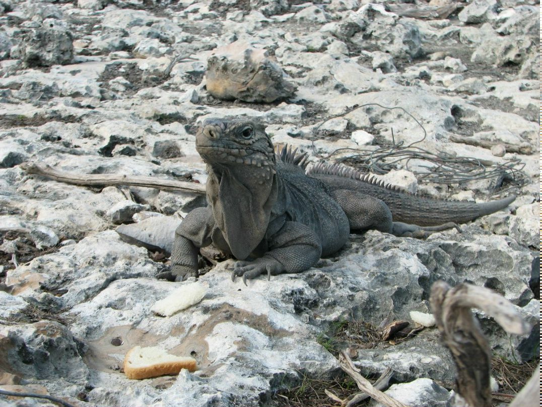 Наталья Гулий | Киев