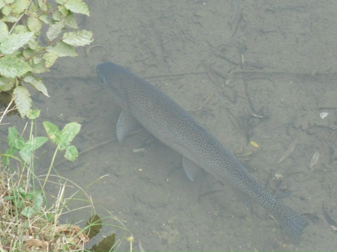 Евгений Данченко | Днепр (Днепропетровск)